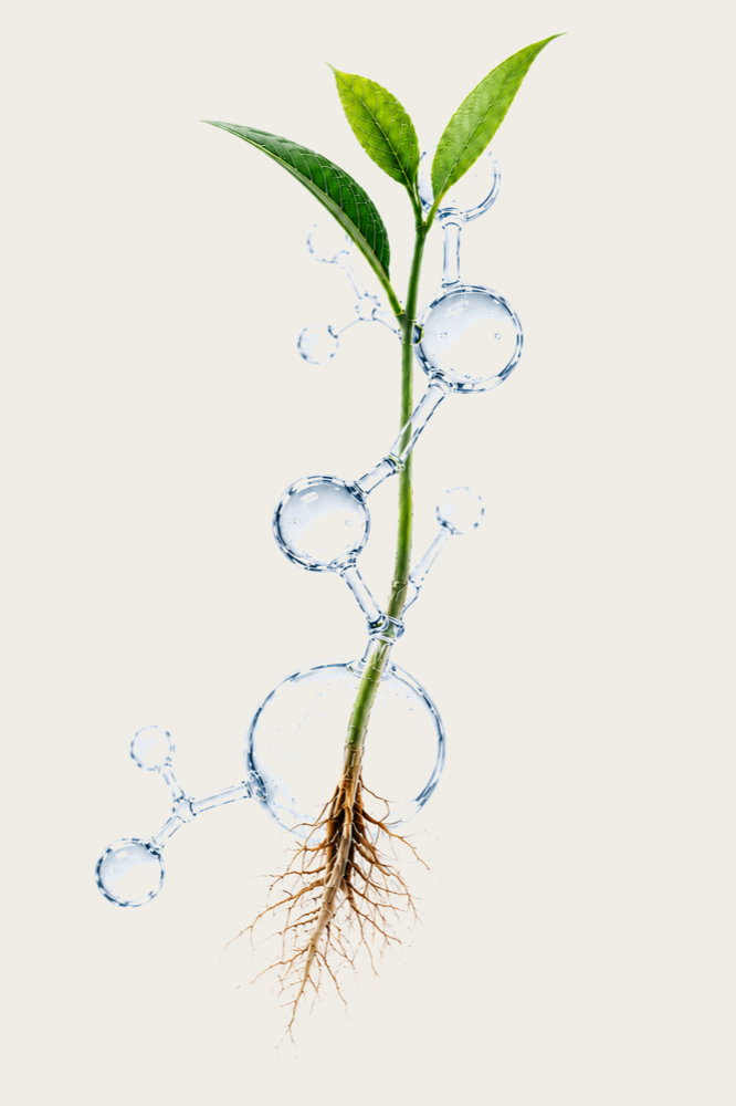 Young plant with green leaves and roots fused with a glass molecular structure