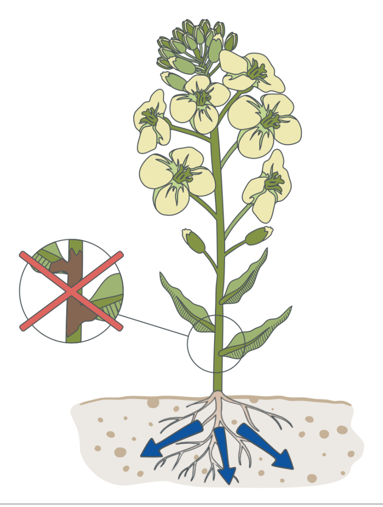 Flowering rapeseed with boron uptake into the root zone