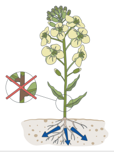 Flowering rapeseed with boron and molybdenum uptake into the root zone