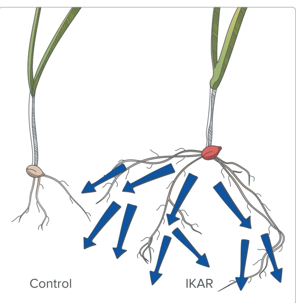 Untreated and treated seedling roots, showing denser root development