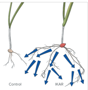 Untreated and treated seedling roots, showing denser root development
