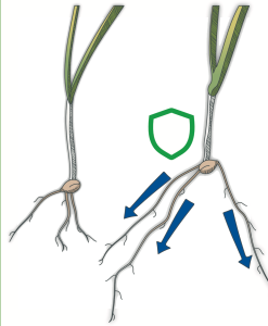 Untreated and IKAR-treated grass seedlings, the treated one with a protective shield and roots driving outward