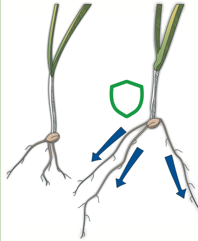 Untreated and IKAR-treated grass seedlings, the treated one with a protective shield and roots driving outward