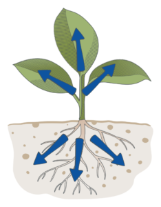 Young seedling with growth arrows above and below the soil line