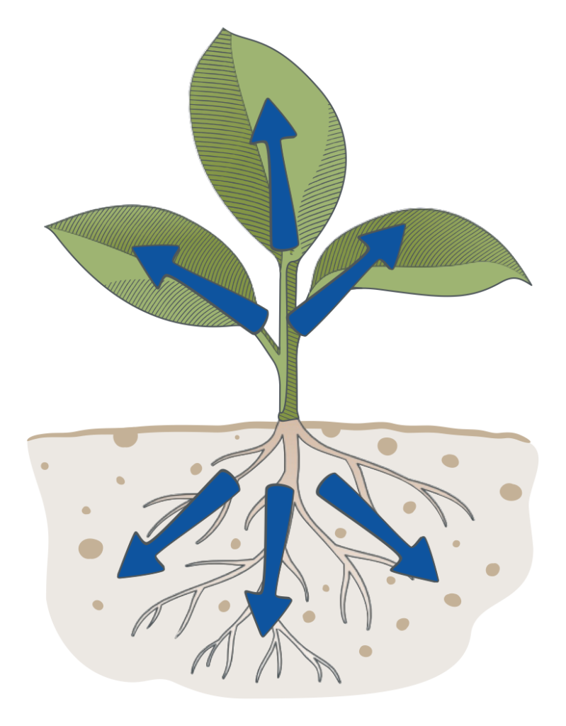 Young seedling with growth arrows above and below the soil line
