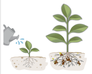 Watered seedling beside a larger plant with humic-acid-improved roots