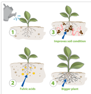 Four-step sequence from watering through fulvic acids to a larger plant