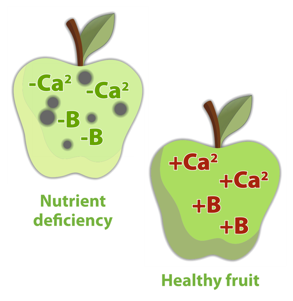 Apple showing calcium and boron deficiency beside healthy fruit