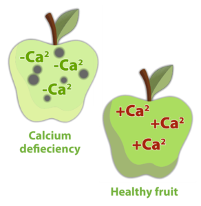 Apple showing calcium deficiency spotting beside healthy fruit