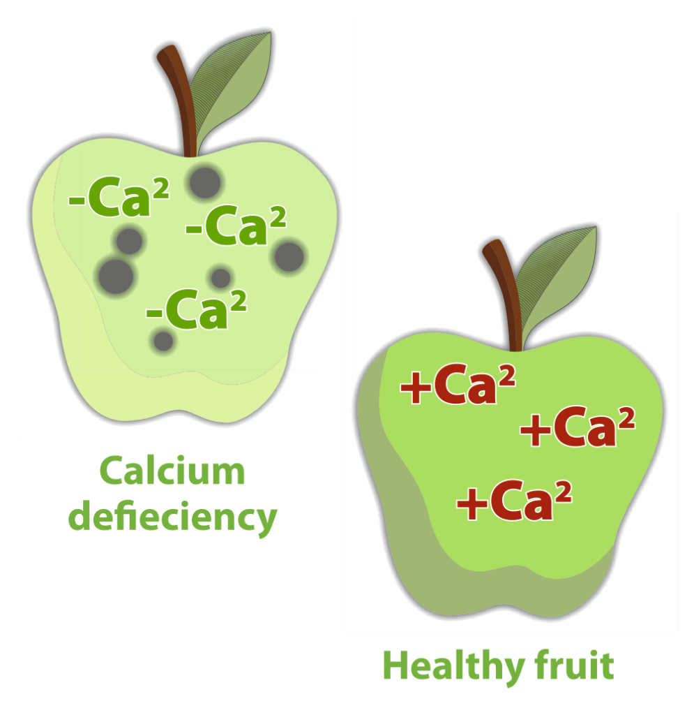 Apple showing calcium deficiency spotting beside healthy fruit