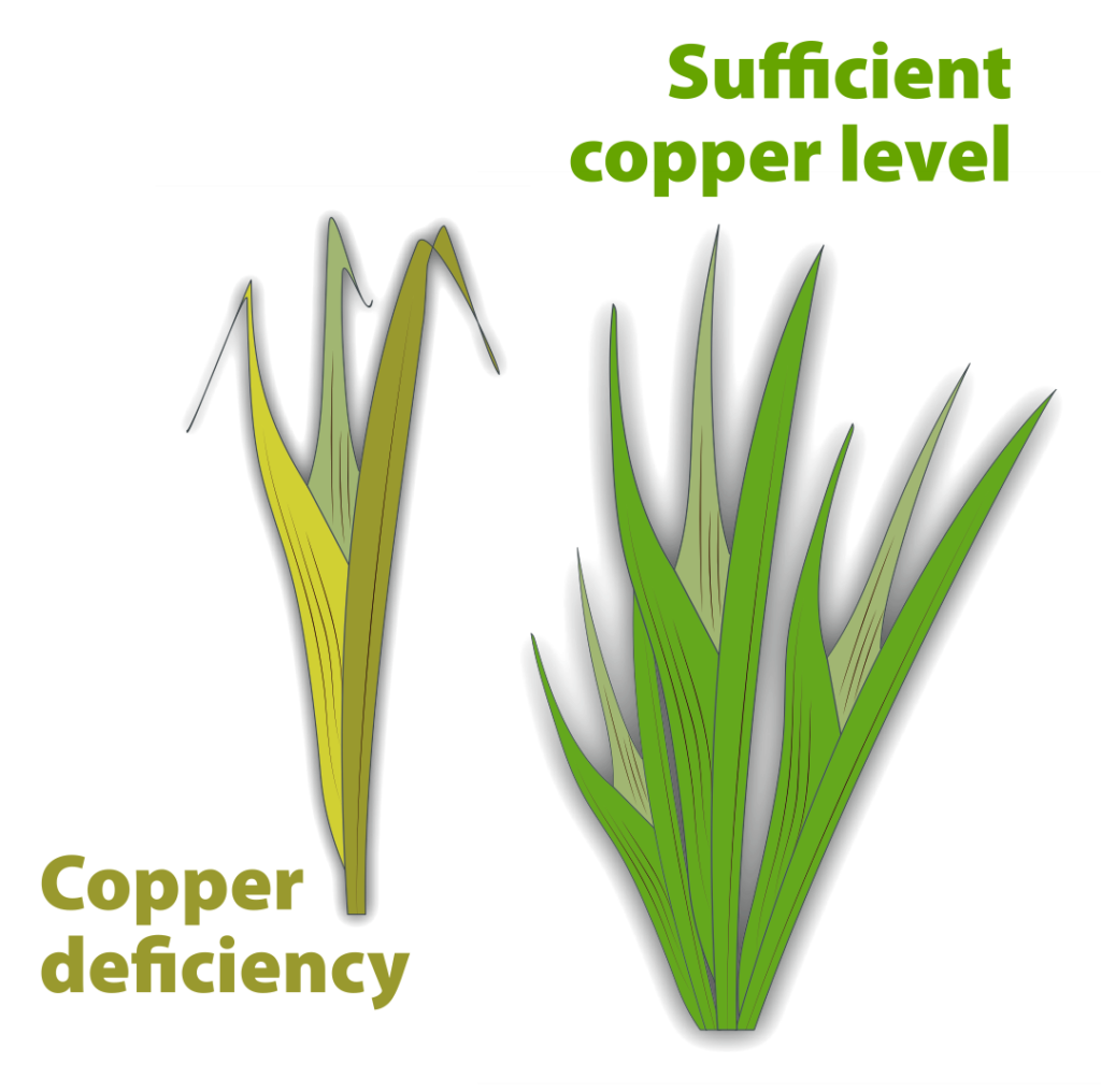 Cereal leaves showing copper deficiency beside plants with sufficient copper