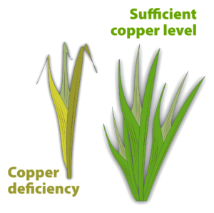 Cereal leaves showing copper deficiency beside plants with sufficient copper