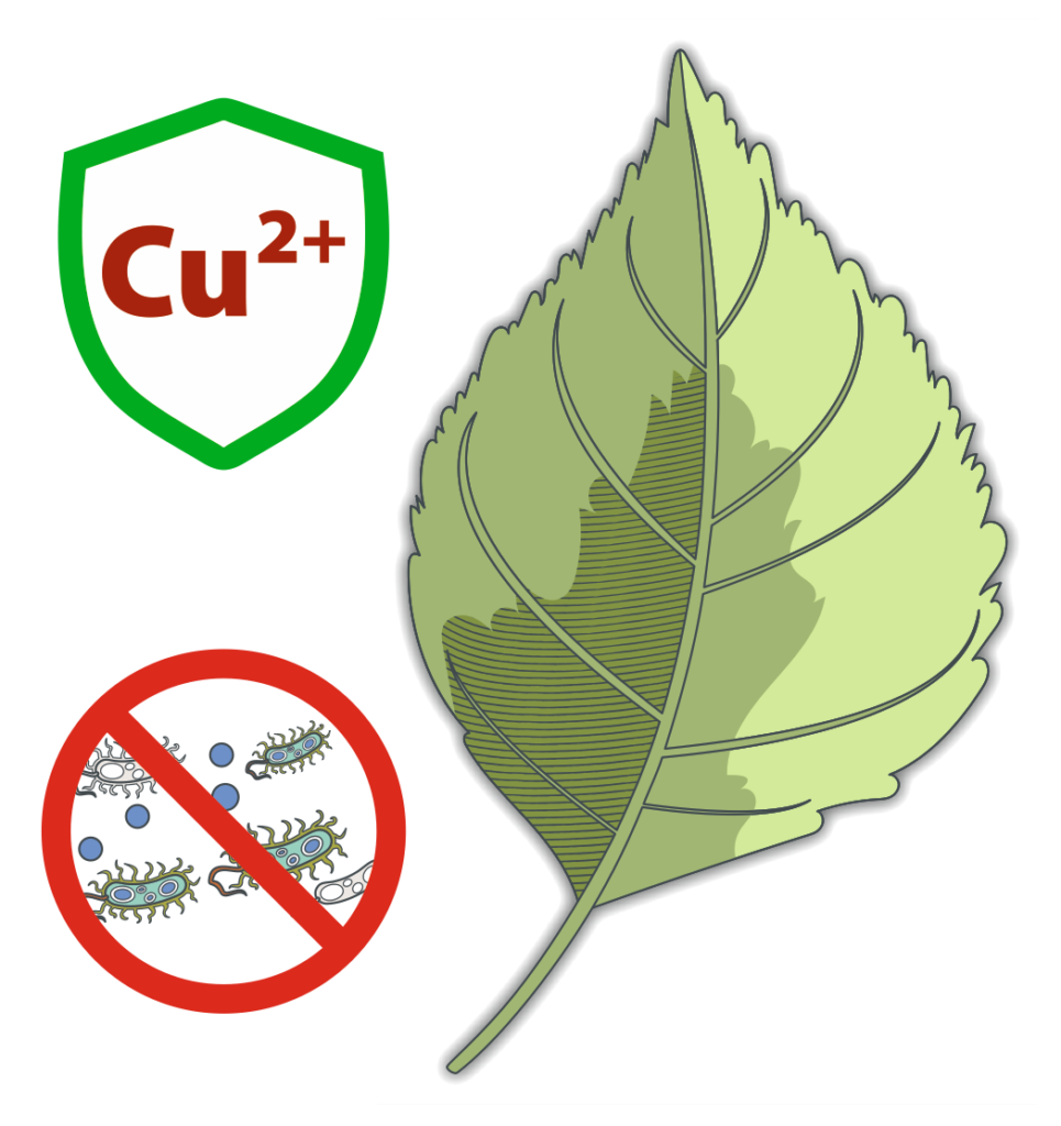 Leaf protected by copper ions against pathogens