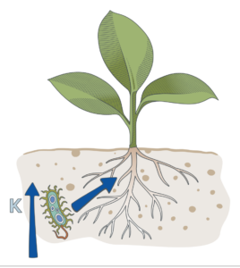 Seedling with bacteria releasing potassium into the root zone