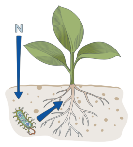 Seedling with bacteria supplying nitrogen to the root zone