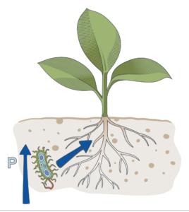 Seedling with bacteria releasing phosphorus into the root zone