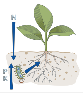 Seedling with soil bacteria releasing nitrogen, phosphorus and potassium into the root zone