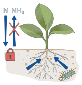Nitrogen held in the soil instead of escaping as ammonia