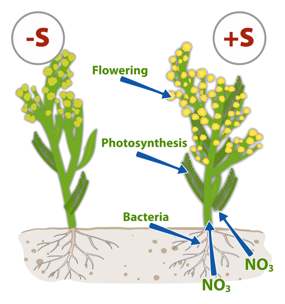 Rapeseed without and with sulphur, showing flowering, photosynthesis and nitrate uptake