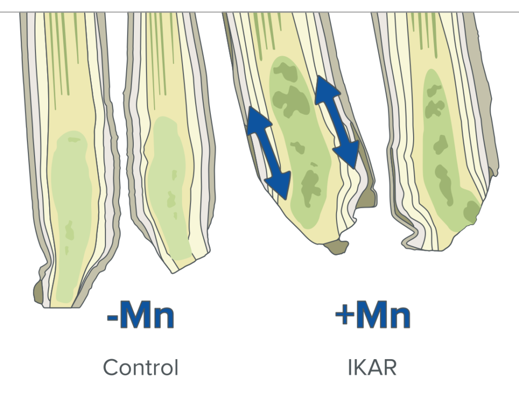 Cereal stem cross-section comparing manganese deficiency with treated plants