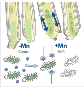 Manganese comparison in cereal stems alongside beneficial soil bacteria