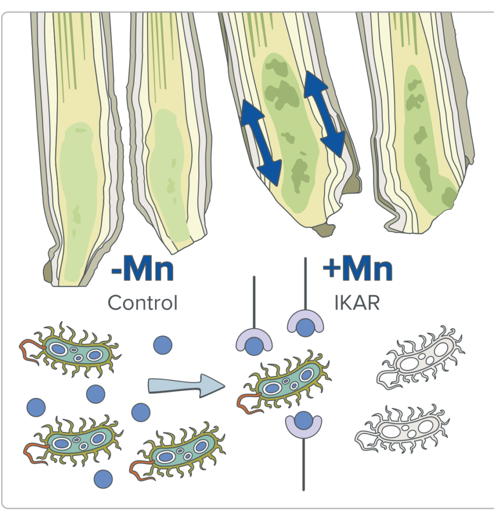 Manganese comparison in cereal stems alongside beneficial soil bacteria