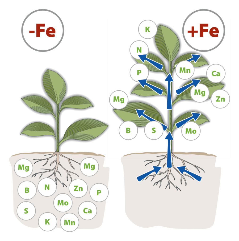 Plants without and with iron, showing nutrient uptake through the root system
