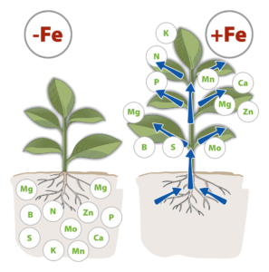Plants without and with iron, showing nutrient uptake through the root system