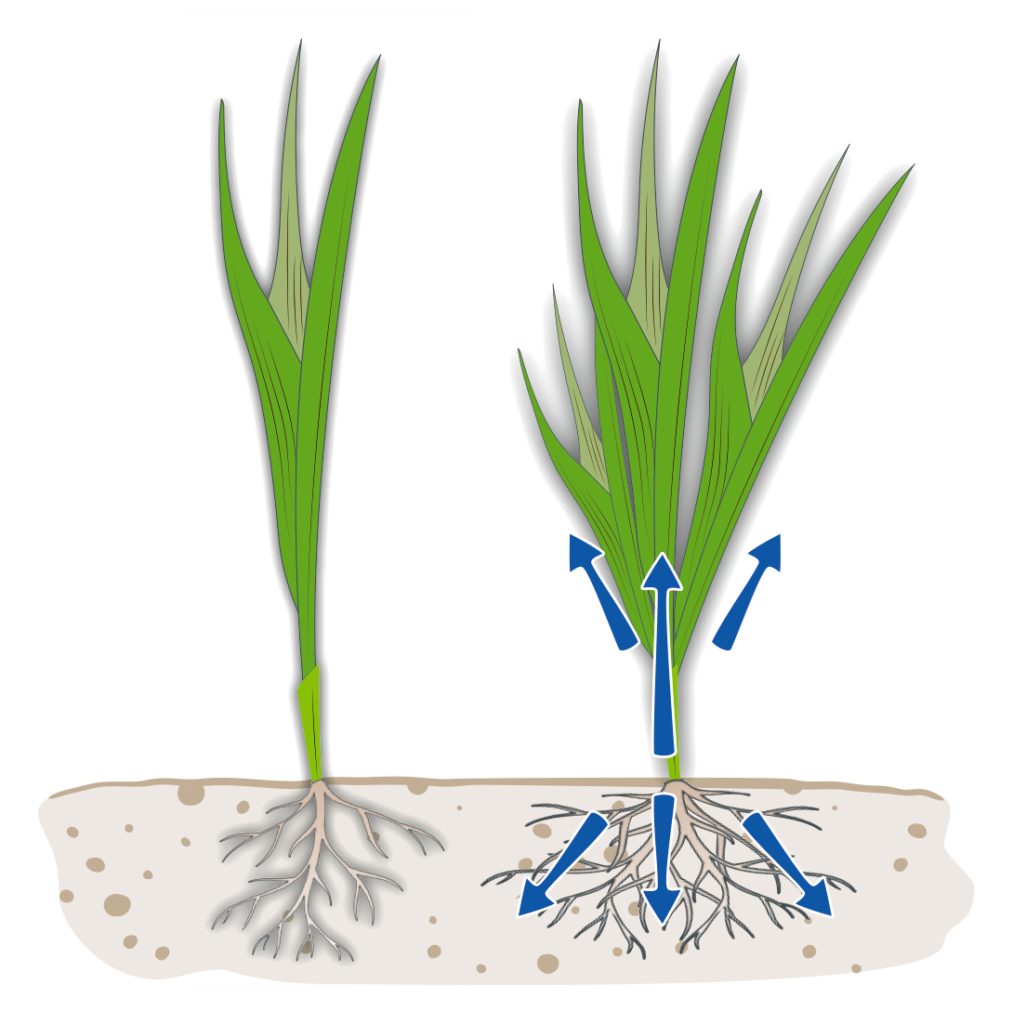 Untreated and treated cereal seedlings with phosphorus-driven root and shoot growth