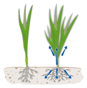 Untreated and treated cereal seedlings with phosphorus-driven root and shoot growth