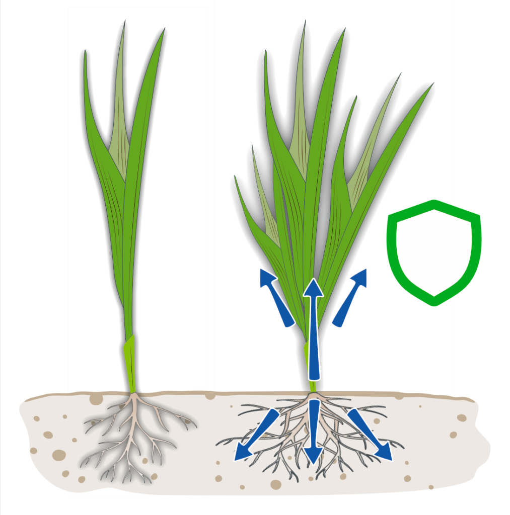 Cereal plants with a protective shield marking improved plant resilience
