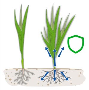 Cereal plants with a protective shield marking improved plant resilience