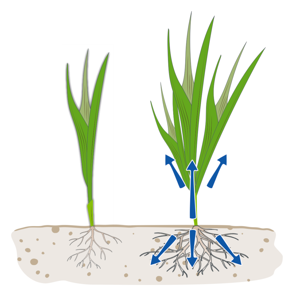 Untreated and treated cereal seedlings with balanced NPK uptake