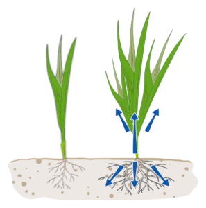 Untreated and treated cereal seedlings with balanced NPK uptake