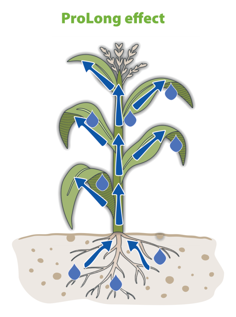 Maize plant with prolonged nutrient release and uptake arrows