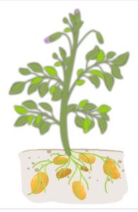 Potato plant with developing tubers below the soil line