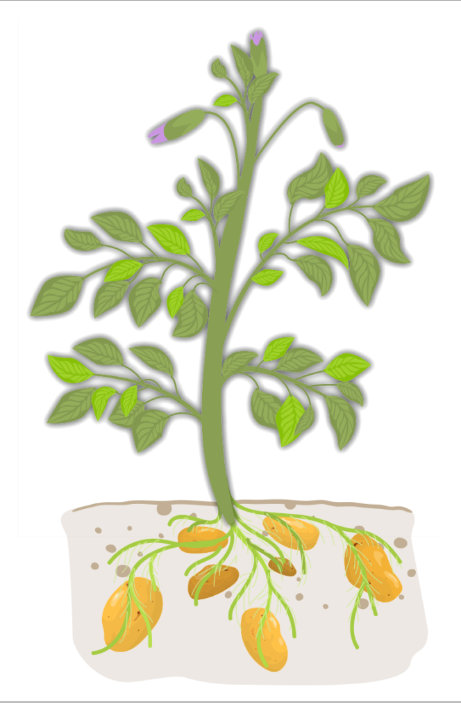 Potato plant with developing tubers below the soil line