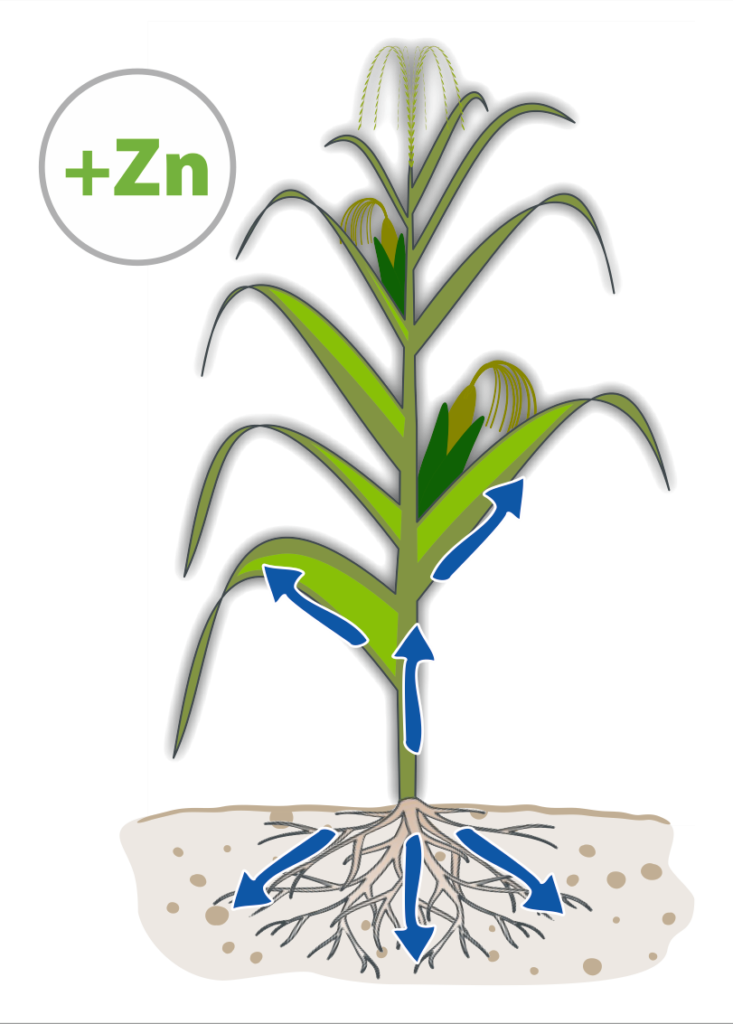Maize plant with zinc-supported growth and uptake arrows