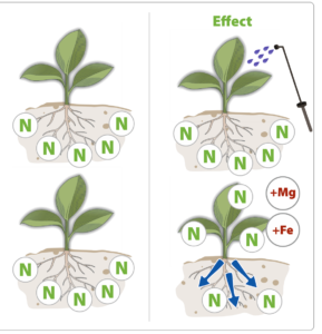 Nitrogen uptake with added magnesium and iron after spraying