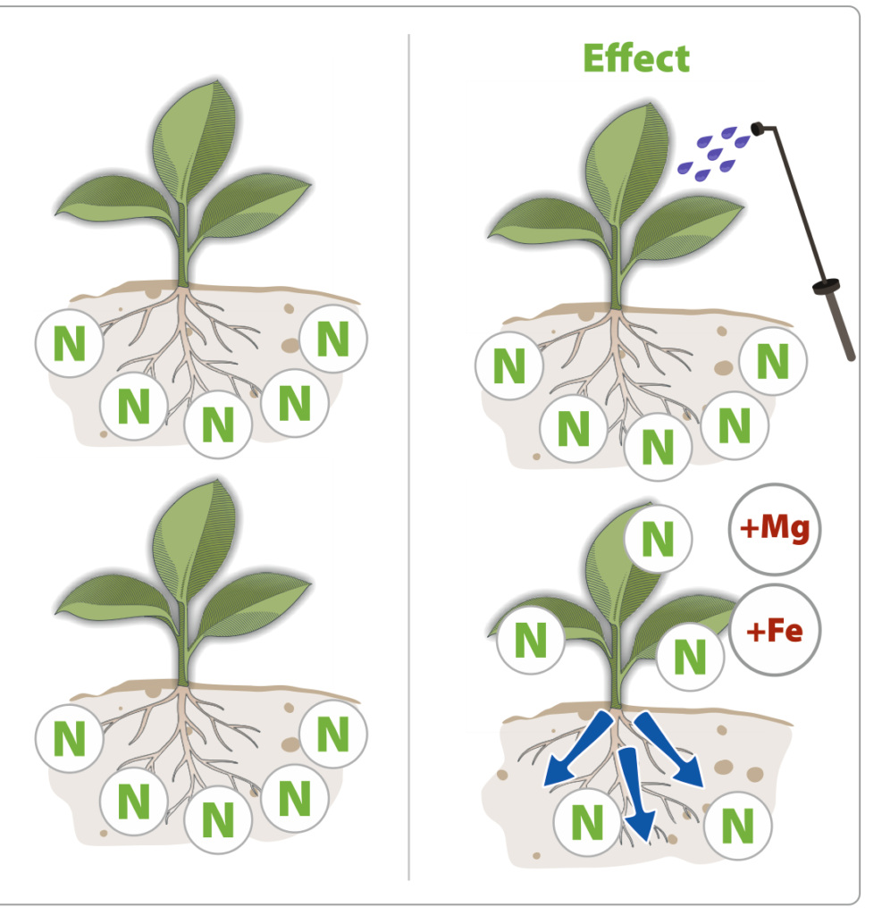 Nitrogen uptake with added magnesium and iron after spraying