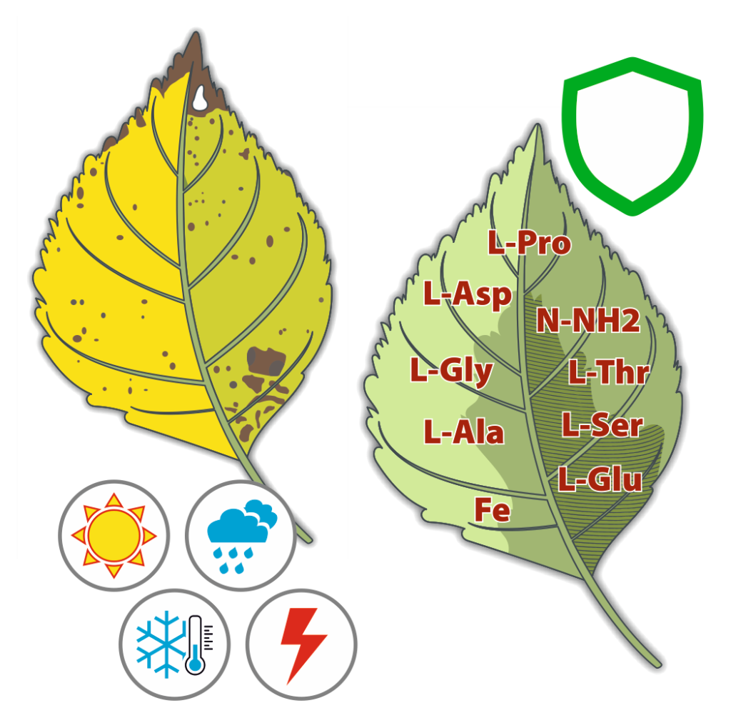 Stressed yellow leaf beside a healthy leaf carrying amino acids, with weather-stress icons