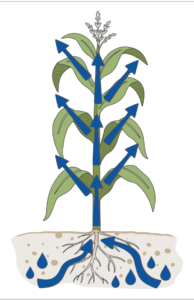 Maize plant with potassium flow arrows and water droplets