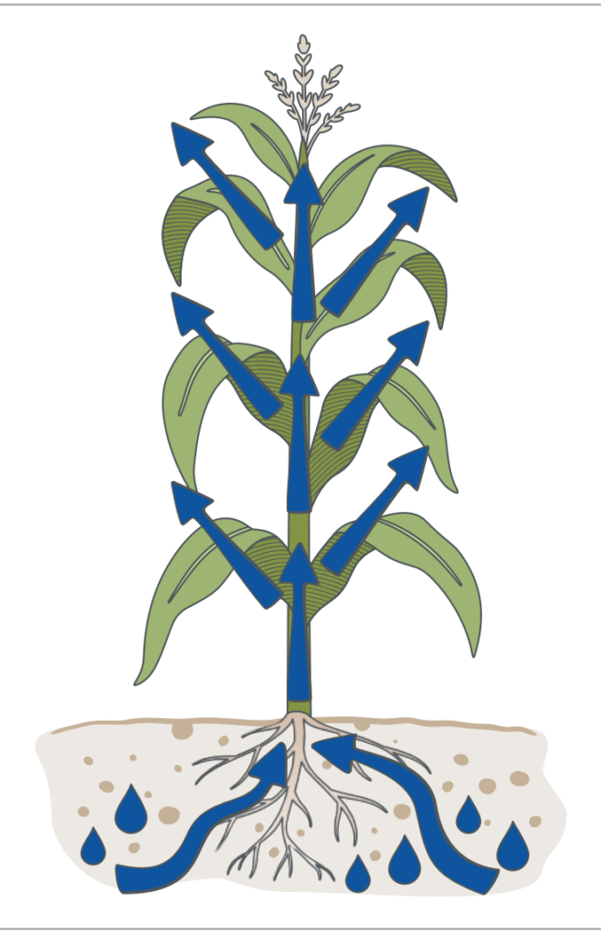 Maize plant with potassium flow arrows and water droplets