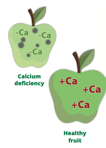 A calcium-deficient spotted apple beside a healthy apple, labelled minus- and plus-calcium
