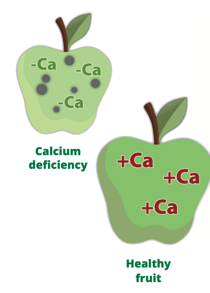 A calcium-deficient spotted apple beside a healthy apple, labelled minus- and plus-calcium