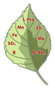 Leaf labelled with the nutrients and amino acids it supplies