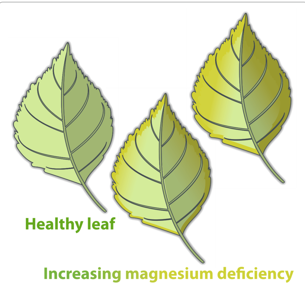 Three leaves showing increasing magnesium deficiency