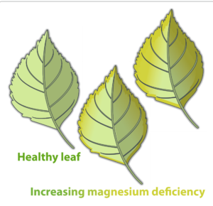 Three leaves showing increasing magnesium deficiency