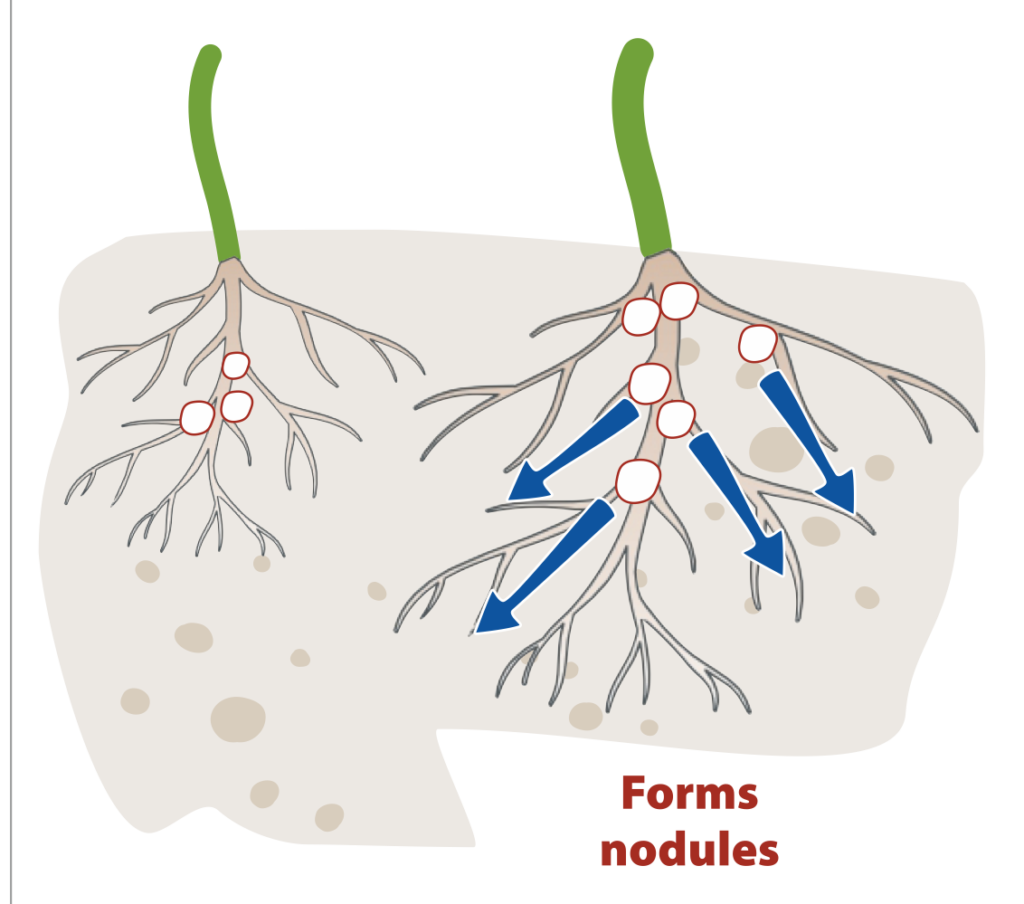 Root system forming nodules with molybdenum uptake arrows