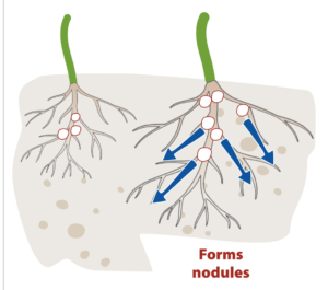 Root system forming nodules with molybdenum uptake arrows